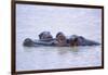 Hippopotamus and Young in the Water-DLILLC-Framed Photographic Print