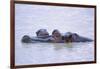 Hippopotamus and Young in the Water-DLILLC-Framed Photographic Print