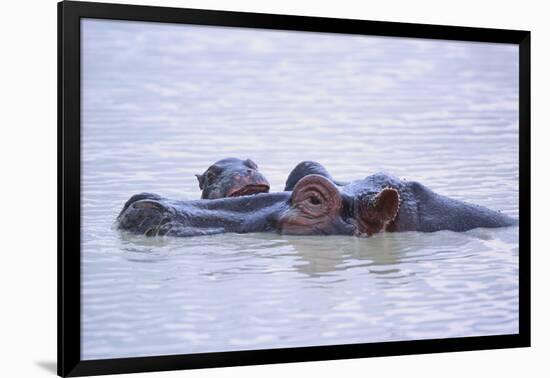 Hippopotamus and Young in the Water-DLILLC-Framed Photographic Print