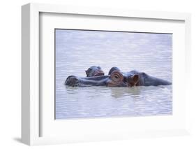 Hippopotamus and Young in the Water-DLILLC-Framed Photographic Print