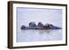 Hippopotamus and Young in the Water-DLILLC-Framed Photographic Print