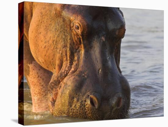 Hippopotamus at Sunrise, South Luangwa, Zambia-T.j. Rich-Stretched Canvas