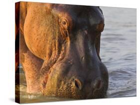 Hippopotamus at Sunrise, South Luangwa, Zambia-T.j. Rich-Stretched Canvas
