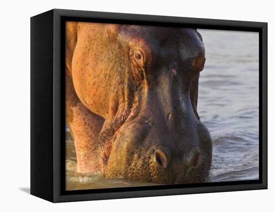 Hippopotamus at Sunrise, South Luangwa, Zambia-T.j. Rich-Framed Stretched Canvas