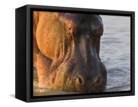 Hippopotamus at Sunrise, South Luangwa, Zambia-T.j. Rich-Framed Stretched Canvas