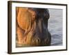 Hippopotamus at Sunrise, South Luangwa, Zambia-T.j. Rich-Framed Photographic Print