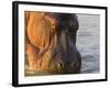 Hippopotamus at Sunrise, South Luangwa, Zambia-T.j. Rich-Framed Photographic Print