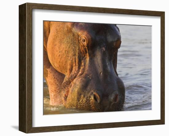 Hippopotamus at Sunrise, South Luangwa, Zambia-T.j. Rich-Framed Photographic Print