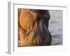 Hippopotamus at Sunrise, South Luangwa, Zambia-T.j. Rich-Framed Photographic Print