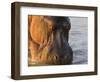 Hippopotamus at Sunrise, South Luangwa, Zambia-T.j. Rich-Framed Photographic Print