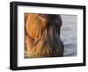 Hippopotamus at Sunrise, South Luangwa, Zambia-T.j. Rich-Framed Photographic Print