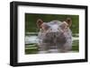 Hippopotamus at water surface, Guinea Bissau, Africa-Pedro Narra-Framed Photographic Print