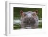 Hippopotamus at water surface, Guinea Bissau, Africa-Pedro Narra-Framed Photographic Print