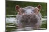 Hippopotamus at water surface, Guinea Bissau, Africa-Pedro Narra-Mounted Photographic Print