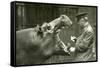 Hippopotamus 'Bobbie' with Keeper Ernie Bowman, London Zoo,1927 (B/W Photo)-Frederick William Bond-Framed Stretched Canvas