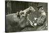 Hippopotamus 'Bobbie' with Keeper Ernie Bowman, London Zoo,1927 (B/W Photo)-Frederick William Bond-Stretched Canvas