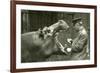 Hippopotamus 'Bobbie' with Keeper Ernie Bowman, London Zoo,1927 (B/W Photo)-Frederick William Bond-Framed Giclee Print