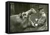 Hippopotamus 'Bobbie' with Keeper Ernie Bowman, London Zoo,1927 (B/W Photo)-Frederick William Bond-Framed Stretched Canvas