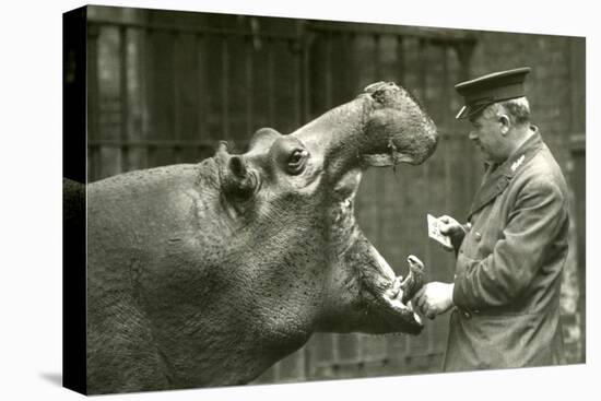 Hippopotamus 'Bobbie' with Keeper Ernie Bowman, London Zoo,1927 (B/W Photo)-Frederick William Bond-Stretched Canvas