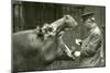 Hippopotamus 'Bobbie' with Keeper Ernie Bowman, London Zoo,1927 (B/W Photo)-Frederick William Bond-Mounted Giclee Print
