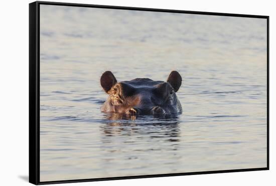 Hippopotamus, Botswana-Michele Westmorland-Framed Stretched Canvas