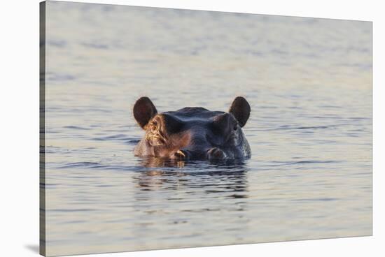 Hippopotamus, Botswana-Michele Westmorland-Stretched Canvas