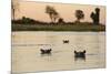 Hippopotamus, Botswana-Michele Westmorland-Mounted Premium Photographic Print