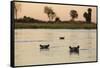 Hippopotamus, Botswana-Michele Westmorland-Framed Stretched Canvas