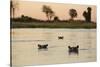 Hippopotamus, Botswana-Michele Westmorland-Stretched Canvas