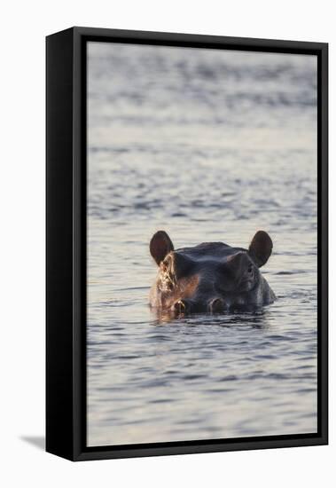 Hippopotamus, Botswana-Michele Westmorland-Framed Stretched Canvas