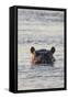 Hippopotamus, Botswana-Michele Westmorland-Framed Stretched Canvas