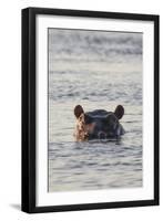 Hippopotamus, Botswana-Michele Westmorland-Framed Premium Photographic Print