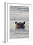 Hippopotamus, Botswana-Michele Westmorland-Framed Premium Photographic Print