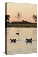 Hippopotamus, Botswana-Michele Westmorland-Stretched Canvas