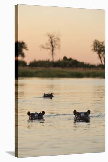 Hippopotamus, Botswana-Michele Westmorland-Stretched Canvas