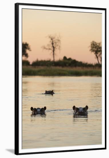 Hippopotamus, Botswana-Michele Westmorland-Framed Premium Photographic Print