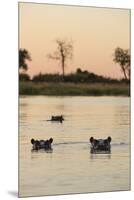 Hippopotamus, Botswana-Michele Westmorland-Mounted Premium Photographic Print