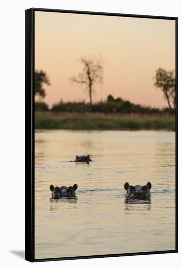 Hippopotamus, Botswana-Michele Westmorland-Framed Stretched Canvas