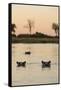 Hippopotamus, Botswana-Michele Westmorland-Framed Stretched Canvas