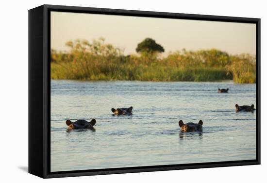 Hippopotamus, Botswana-Michele Westmorland-Framed Stretched Canvas