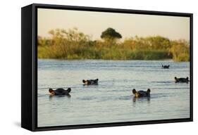 Hippopotamus, Botswana-Michele Westmorland-Framed Stretched Canvas