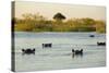 Hippopotamus, Botswana-Michele Westmorland-Stretched Canvas