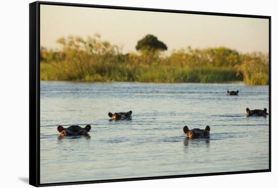 Hippopotamus, Botswana-Michele Westmorland-Framed Stretched Canvas