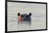 Hippopotamus, Botswana-Michele Westmorland-Framed Photographic Print