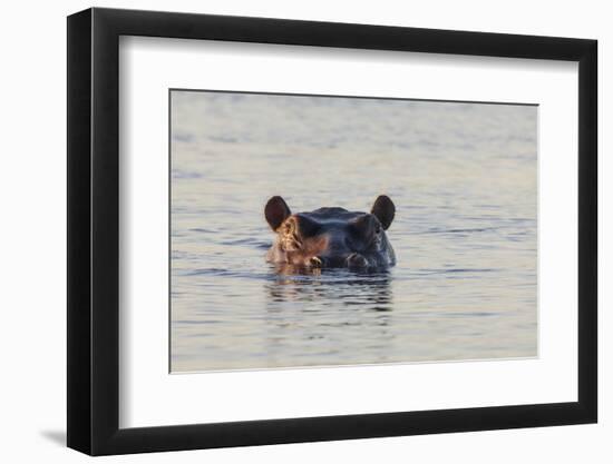 Hippopotamus, Botswana-Michele Westmorland-Framed Photographic Print