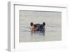 Hippopotamus, Botswana-Michele Westmorland-Framed Photographic Print