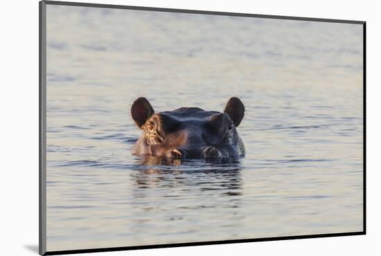 Hippopotamus, Botswana-Michele Westmorland-Mounted Photographic Print