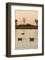 Hippopotamus, Botswana-Michele Westmorland-Framed Photographic Print