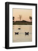 Hippopotamus, Botswana-Michele Westmorland-Framed Photographic Print