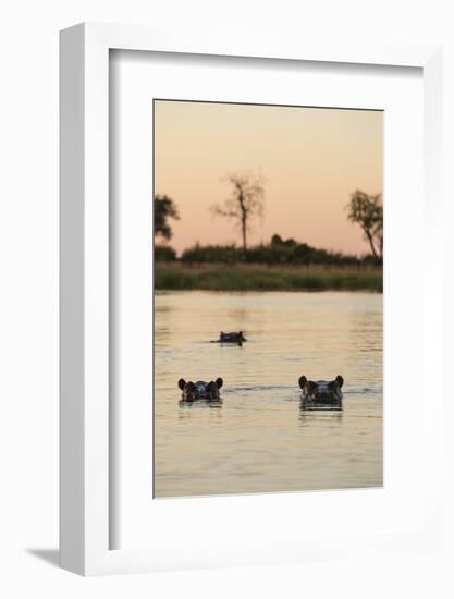 Hippopotamus, Botswana-Michele Westmorland-Framed Photographic Print